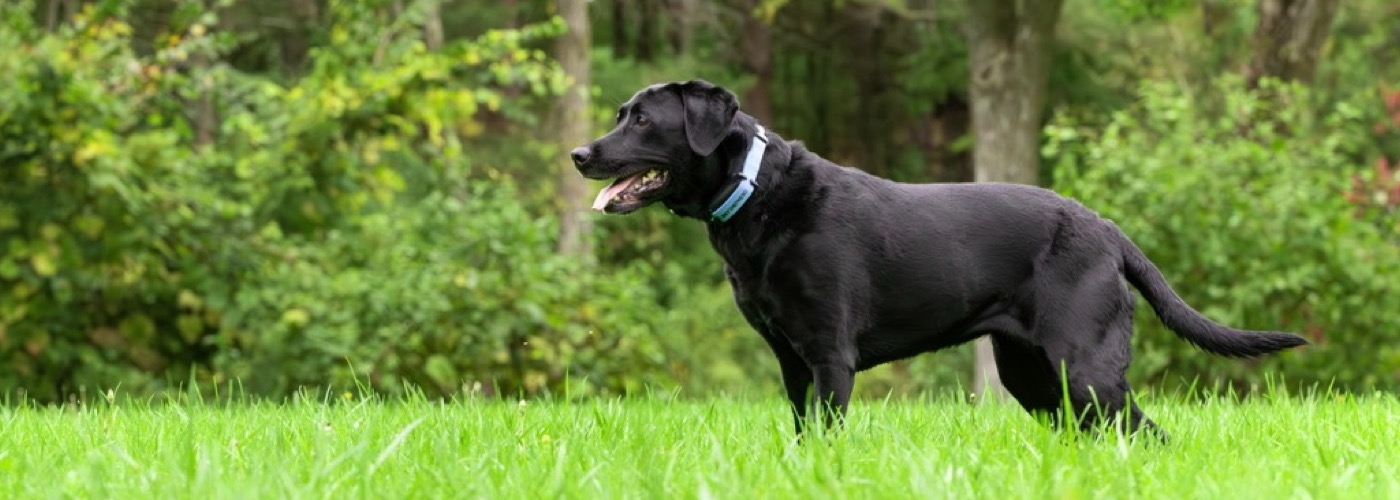 (Dealer Name), (Dealer City), (Dealer State) | SkyShepherd GPS  Dog Fence Slider Image